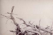Study of fallen tree trunks,Bolton,Lake George